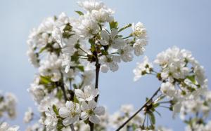 Blossoming sour cherry branches wallpaper thumb