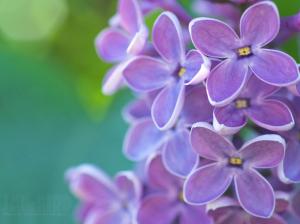 Lilac flowers macro, emerald green background, spring wallpaper thumb