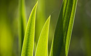 Plant Macro Green HD wallpaper thumb