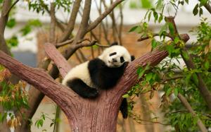 Cute panda bear sleep, rest, tree, zoo wallpaper thumb