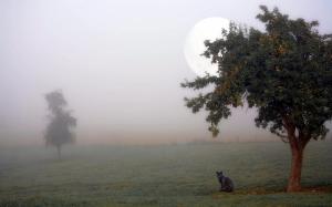 Black cat on the foggy field wallpaper thumb