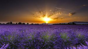 Valensole, France, lavender flowers, sunrise, dawn wallpaper thumb