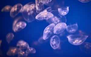 Underwater, Jellyfishes, 4K, 5K wallpaper thumb