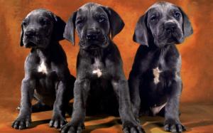 Black Labrador Puppies wallpaper thumb