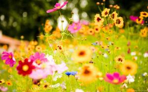 Colorful Flowers wallpaper thumb