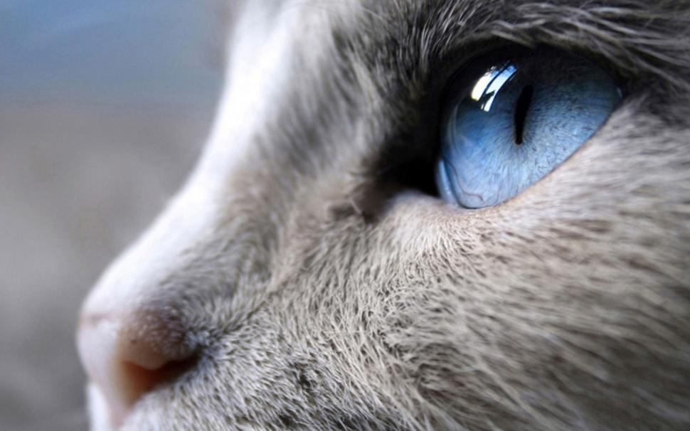 Incredible Siamese Cat Profile Look wallpaper,siamese cat HD wallpaper,blue eyes HD wallpaper,close up HD wallpaper,2560x1600 wallpaper
