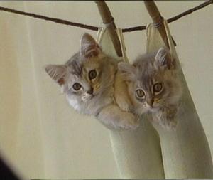 2 Cute Kittens wallpaper thumb