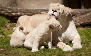 Happy White Lions Family wallpaper thumb