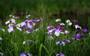 Iris, blue flowers, green grass, summer wallpaper thumb