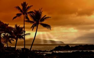 Tropical Palm Tree Tree Ocean Sunlight HD wallpaper thumb