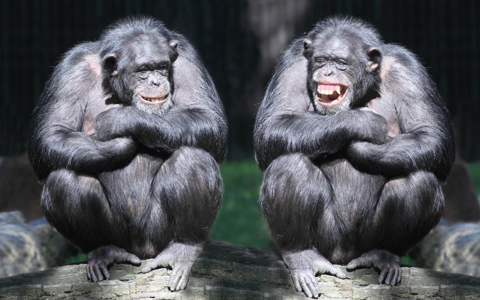 Chimpanzees laugh wallpaper,couple HD wallpaper,monkeys HD wallpaper,primates HD wallpaper,beam HD wallpaper,chimpanzees HD wallpaper,laugh HD wallpaper,2880x1800 wallpaper