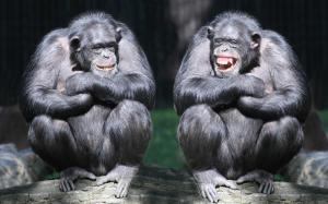 Chimpanzees laugh wallpaper thumb