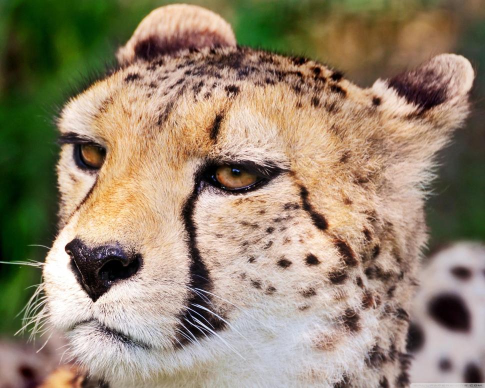 Cheetah Close-up wallpaper,cats HD wallpaper,animals HD wallpaper,head HD wallpaper,cheetah HD wallpaper,2560x2048 wallpaper