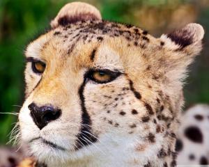 Cheetah Close-up wallpaper thumb