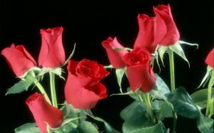 Red Roses Flowers HD wallpaper thumb