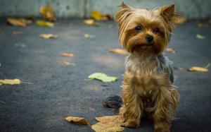Cute dog front view, leaves wallpaper thumb