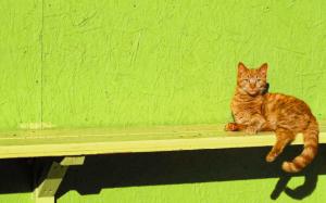 Ginger Cat Sitting on a Bench wallpaper thumb