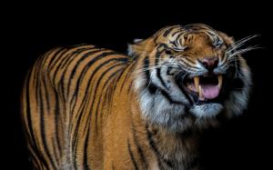 Tiger yawn, teeth, fangs, black background wallpaper thumb