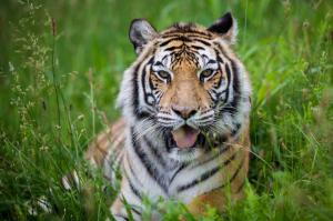tiger, predator, big cat, muzzle, grass wallpaper thumb