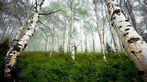 * Birch Forest In The Mist * wallpaper thumb