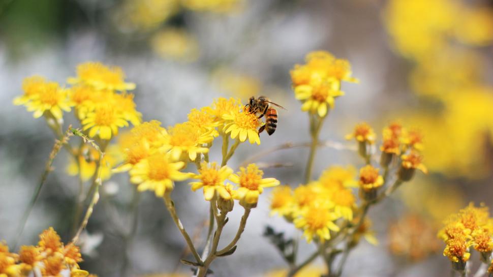 Bee Pollination Yellow Flowers wallpaper,flowers HD wallpaper,yellow HD wallpaper,pollination HD wallpaper,3840x2160 wallpaper