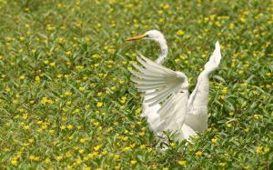 White heron, wings, flowers, birds wallpaper thumb