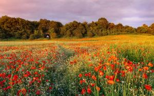 Flowers, poppies, trees, fields, evening, sunset wallpaper thumb