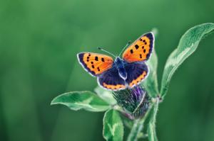 Butterfly insect wallpaper thumb
