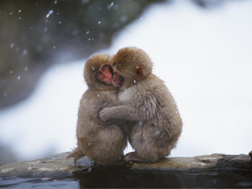 Monkeys embrace heating in the cold winter wallpaper,Monkey HD wallpaper,Cold HD wallpaper,Winter HD wallpaper,2560x1920 wallpaper