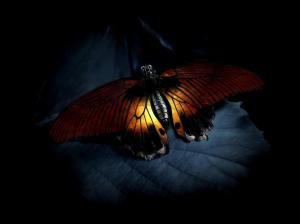 Butterflies Picture Gallery wallpaper thumb
