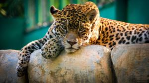 Wild cat jaguar have a rest wallpaper thumb