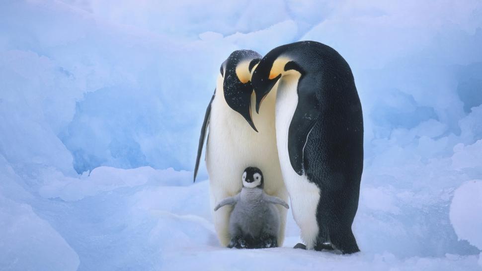 Penguin Family  Widescreen HD wallpaper,baby wallpaper,christmas wallpaper,cute wallpaper,ice wallpaper,penguin wallpaper,1600x900 wallpaper