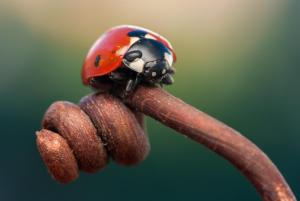 Ladybug on branch macro wallpaper thumb