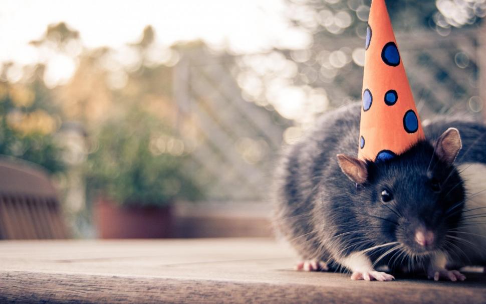 Mouse With Hat wallpaper,rodents HD wallpaper,party HD wallpaper,beautiful HD wallpaper,cute HD wallpaper,animals HD wallpaper,sweet HD wallpaper,mouse HD wallpaper,adorable HD wallpaper,2560x1600 wallpaper