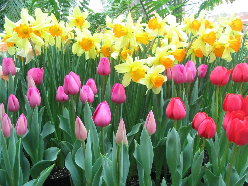 Daffodils Tulips wallpaper,yellow daffodils HD wallpaper,red tulips HD wallpaper,garden HD wallpaper,pink HD wallpaper,3d & abstract HD wallpaper,2048x1536 wallpaper