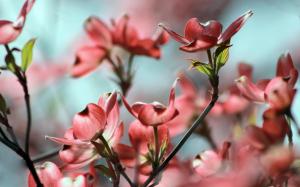Nautre Flowers Blossoms Trees Branch Leaves Macro Close Cool wallpaper thumb