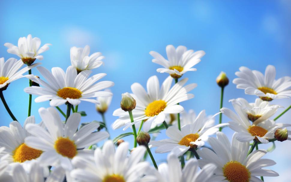 Nature flowers photography, daisies, petals, blue sky wallpaper,Nature HD wallpaper,Flowers HD wallpaper,Photography HD wallpaper,Daisies HD wallpaper,Petals HD wallpaper,Blue HD wallpaper,Sky HD wallpaper,2560x1600 wallpaper