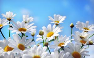 Nature flowers photography, daisies, petals, blue sky wallpaper thumb