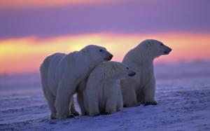 Polar Bear Family At Twilight wallpaper thumb