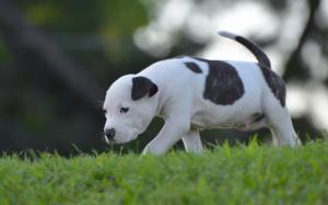 American Staffordshire terrier puppy wallpaper thumb