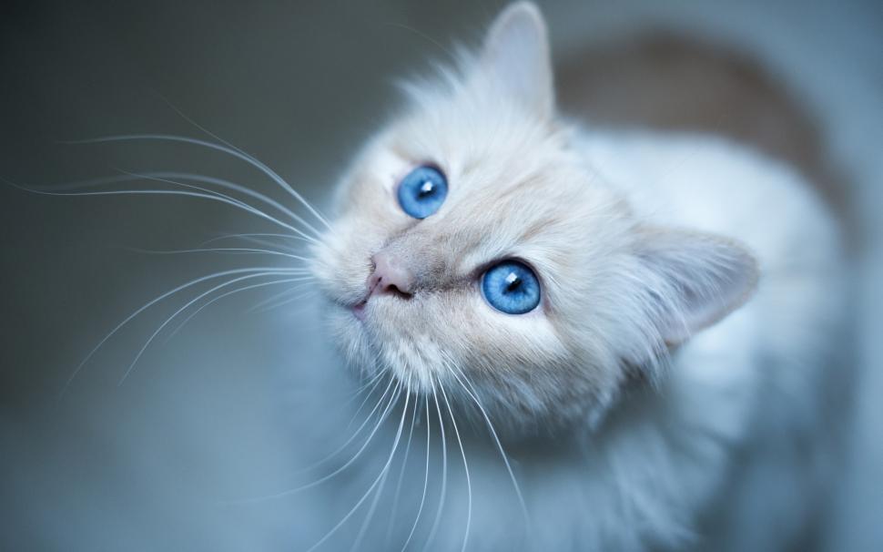 Kitty Blue Eyes wallpaper,pet HD wallpaper,blue eyes HD wallpaper,2880x1800 wallpaper