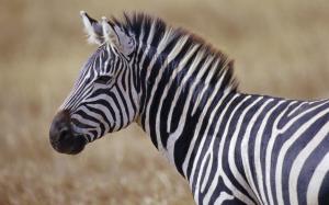 Zebra, Animal, Horse, Black And White, Grass, Upstanding Ears wallpaper thumb