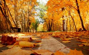 Autumn leaves on the pavement wallpaper thumb