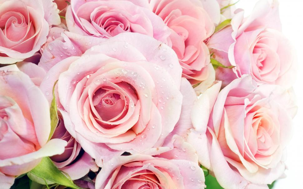 Pink Roses wallpaper,pink HD wallpaper,roses HD wallpaper,flowers HD wallpaper,2560x1600 wallpaper