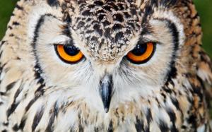 Bird, predator, owl wallpaper thumb