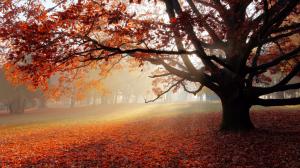 Park in autumn, tree, red leaves, morning, fog wallpaper thumb