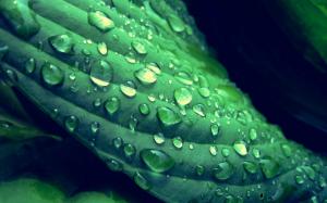 Dew on a green leaf wallpaper thumb