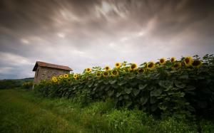 Sunflowers field, house, dusk wallpaper thumb