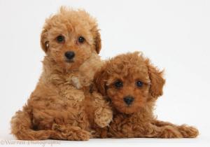 Two Brown Poodle Dog  High Res Stock Photos wallpaper thumb