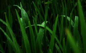 Morning dew on the grass wallpaper thumb
